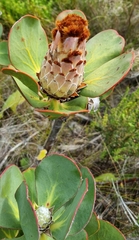 Protea speciosa