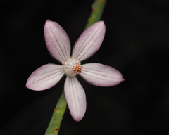 Eriostemon australasius