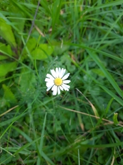 Bellis perennis