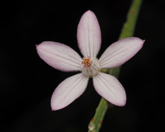 Eriostemon australasius