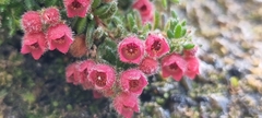 Erica haematocodon
