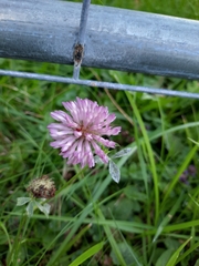 Trifolium pratense