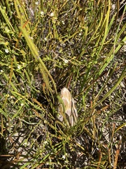 Protea scorzonerifolia