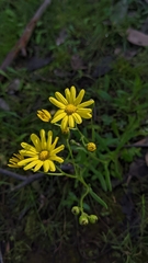 Senecio pinnatifolius