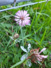 Trifolium pratense