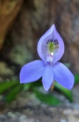 Disa maculata