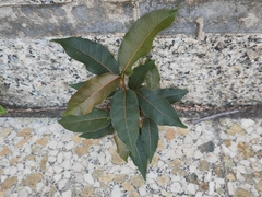 Ficus virens