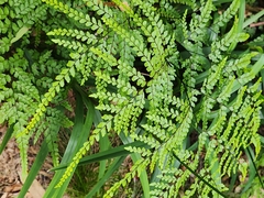 Adiantum formosum