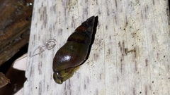 Semisulcospiridae