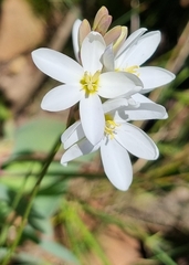 Ixia polystachya