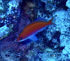 Pseudanthias taeniatus