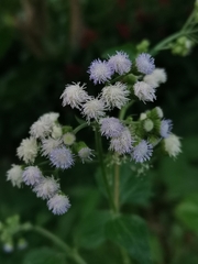 Ageratum