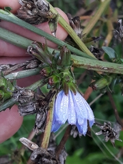Cichorium intybus