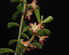 Phyllanthus hirtellus