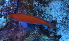 Pseudanthias taeniatus
