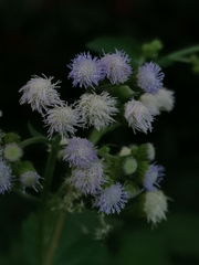 Ageratum