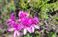 Pelargonium cucullatum