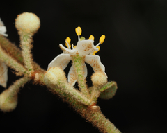 Asterolasia correifolia