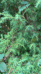 Juniperus communis