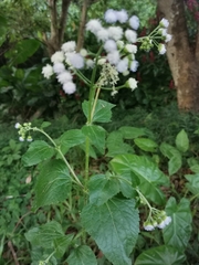 Ageratum