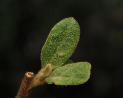 Asterolasia correifolia