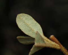 Asterolasia correifolia