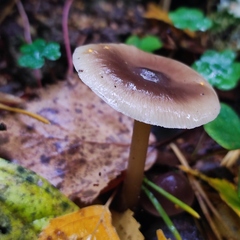 Rhodocollybia asema