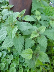 Urtica dioica