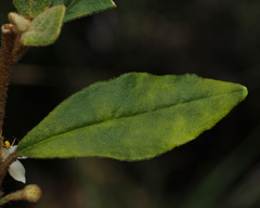 Asterolasia correifolia