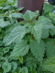 Urtica dioica