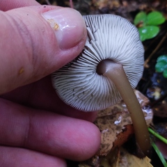 Rhodocollybia asema