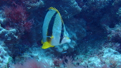 Chaetodon robustus