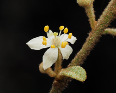 Asterolasia correifolia