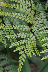 Adiantum formosum