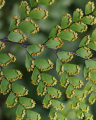 Adiantum formosum