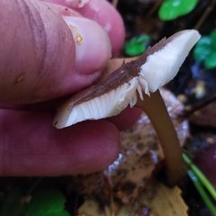 Rhodocollybia asema