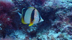 Chaetodon robustus