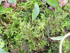 Thuidium tamariscinum
