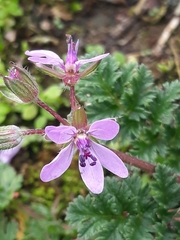 Erodium cicutarium