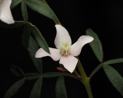 Boronia floribunda
