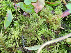 Thuidium tamariscinum