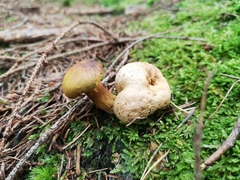 Pseudoboletus parasiticus