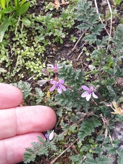 Erodium cicutarium