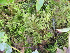 Thuidium tamariscinum