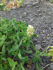 Trifolium ochroleucon