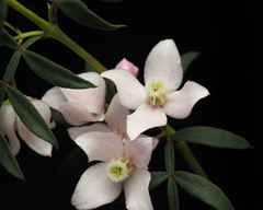 Boronia floribunda