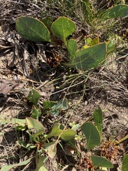 Protea acaulos