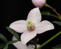 Boronia floribunda