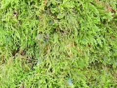 Rhynchostegium confertum