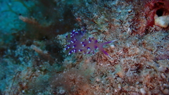 Coryphellina arveloi